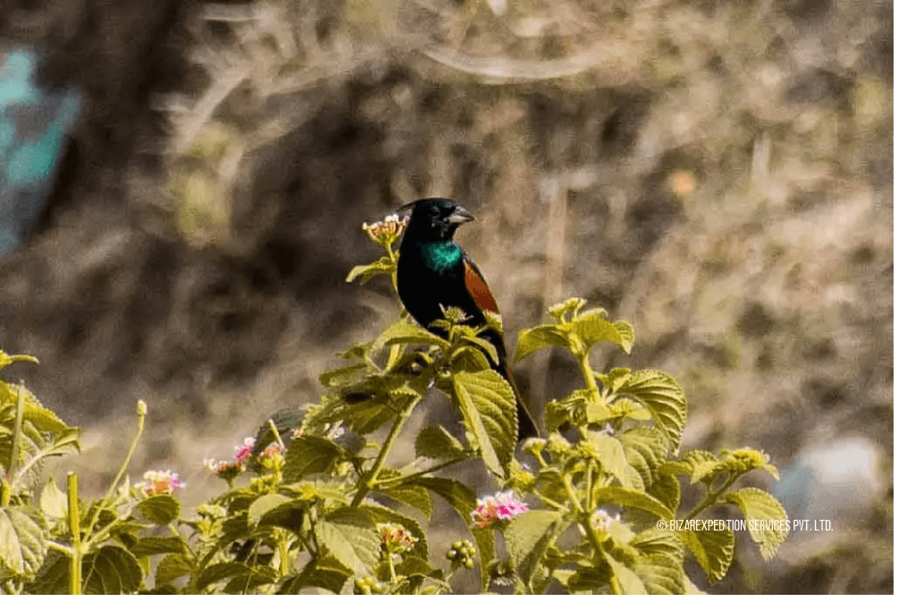 Image of Trekking & Bird Watching, a popular attraction in Nainital